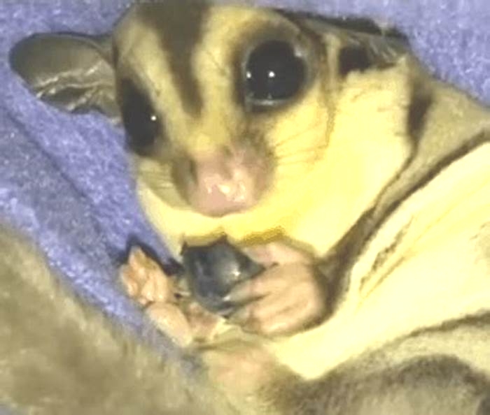 Are blueberries OK for sugar gliders?