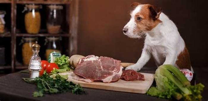 Are dogs calmer on raw food?