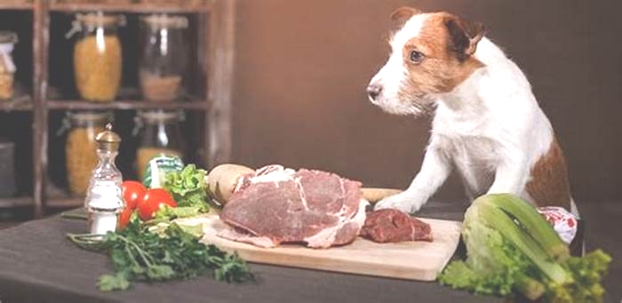 Are dogs happier on raw diet?