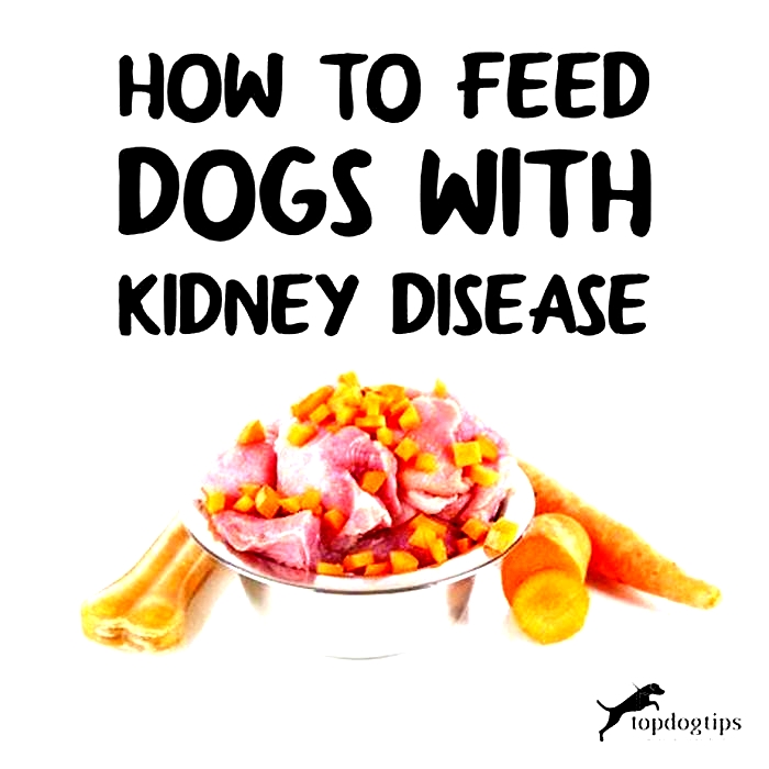 Are eggs bad for dogs kidneys?