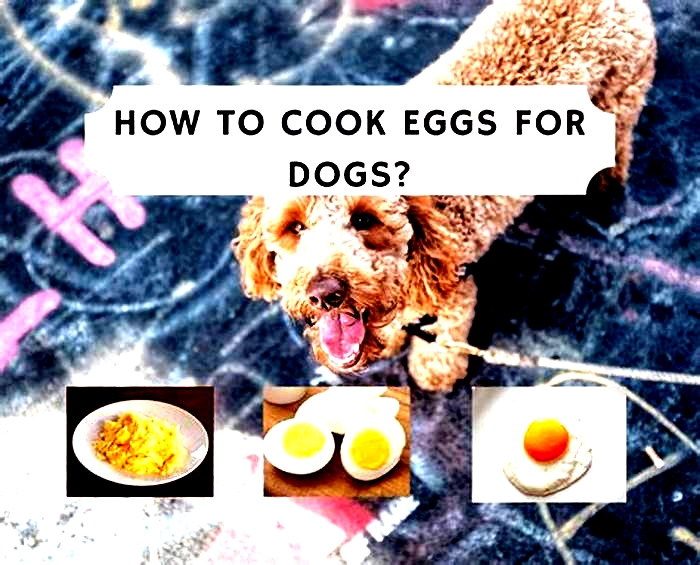 Are eggs good for dogs