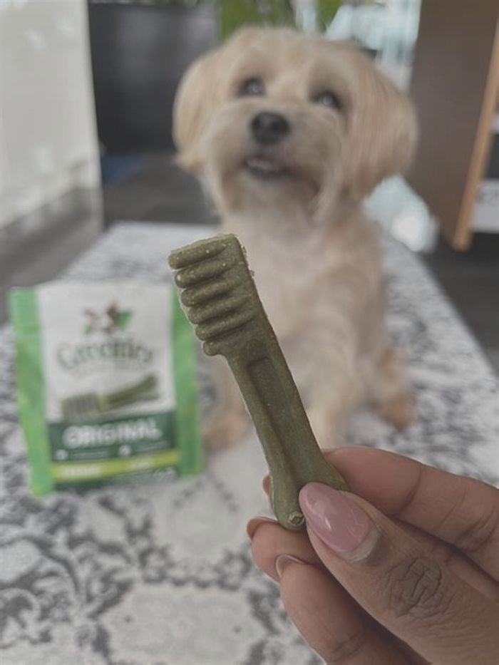 Are greenies bad for dogs?