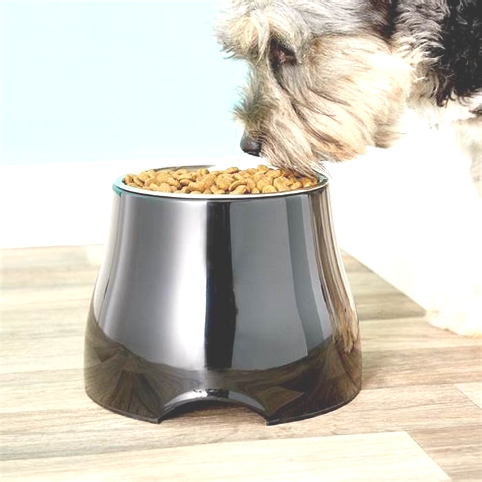 Are raised food bowls bad for dogs