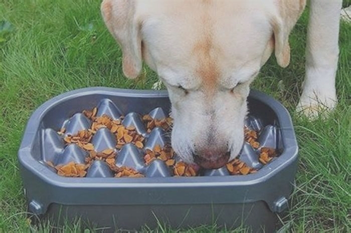 Are slow feeders mentally stimulating for dogs?