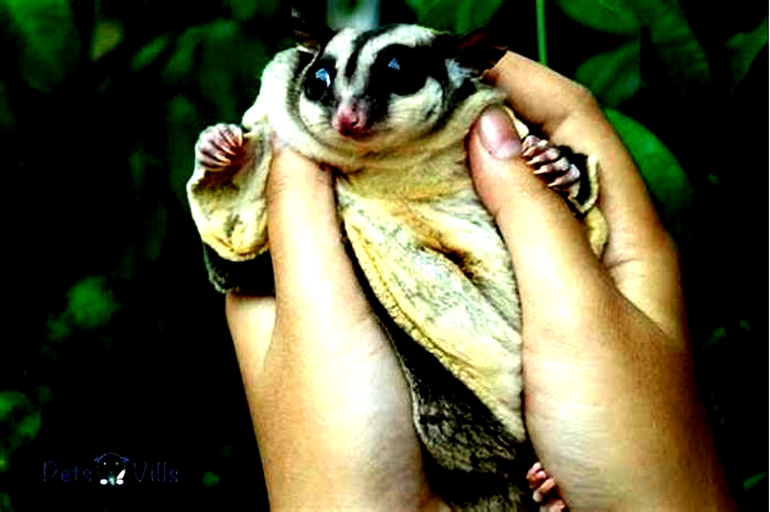 Are sugar gliders hard to bond with