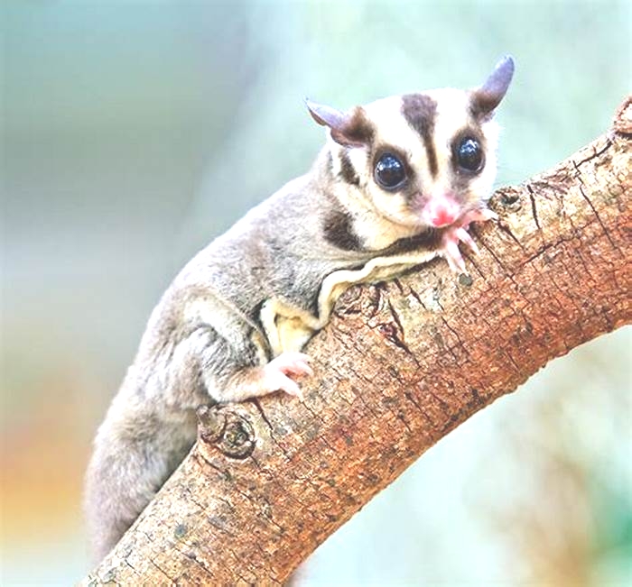 Are sugar gliders hard to keep alive