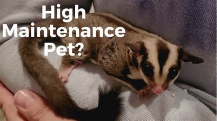 Are sugar gliders high maintenance?