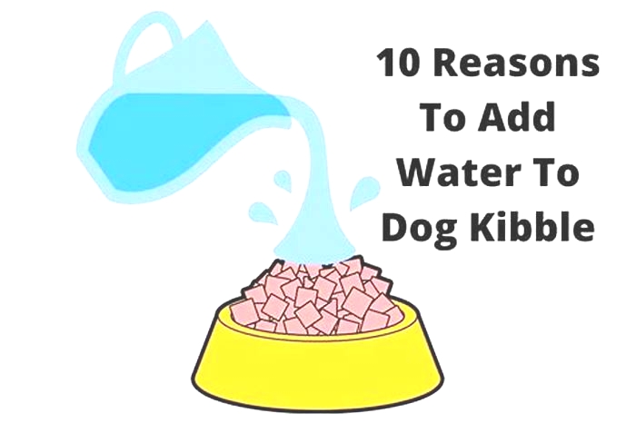 Are you supposed to add water to kibble