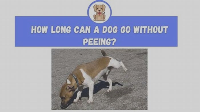 At what age can a dog go all night without peeing