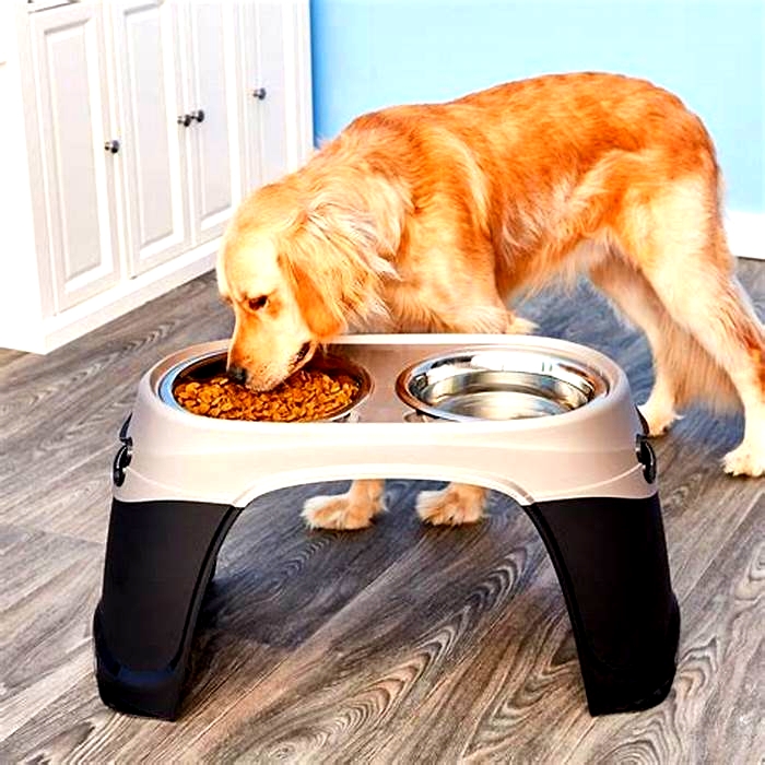 Best dog bowls for large dogs with lids