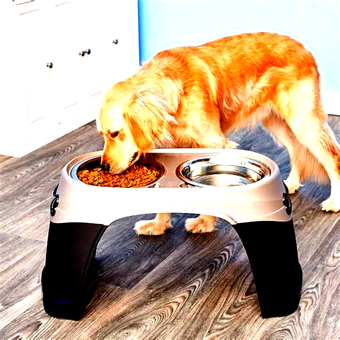 Best dog bowls for large dogs