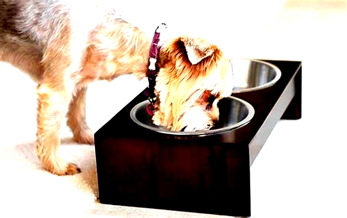 Best dog bowls for small dogs