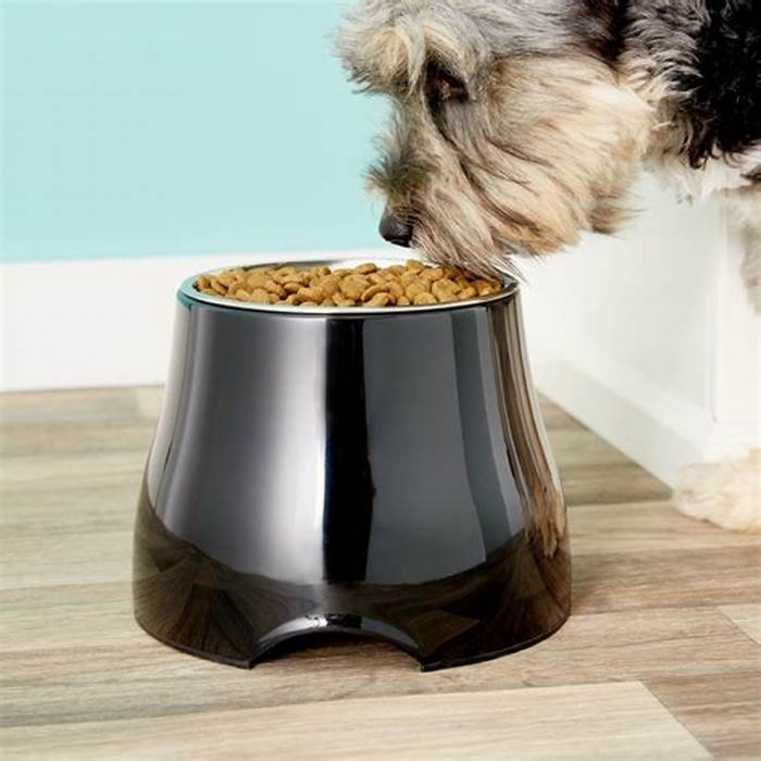 best elevated dog bowl