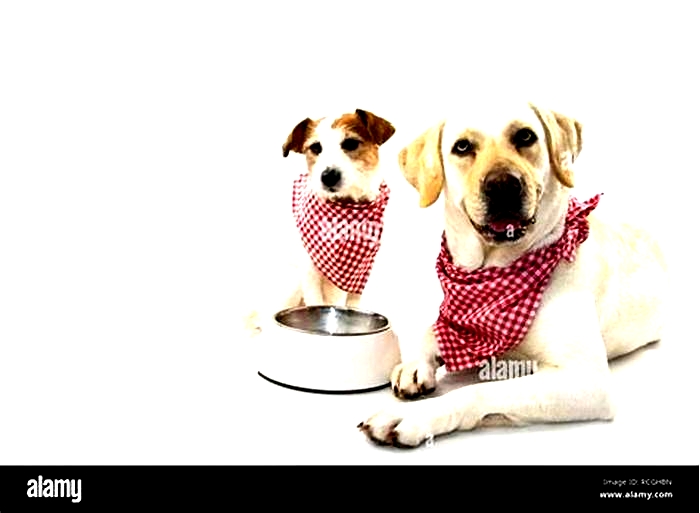 Can 2 dogs share a food bowl?