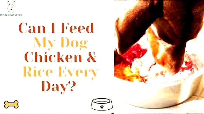 Can I feed my dog chicken and rice every day?