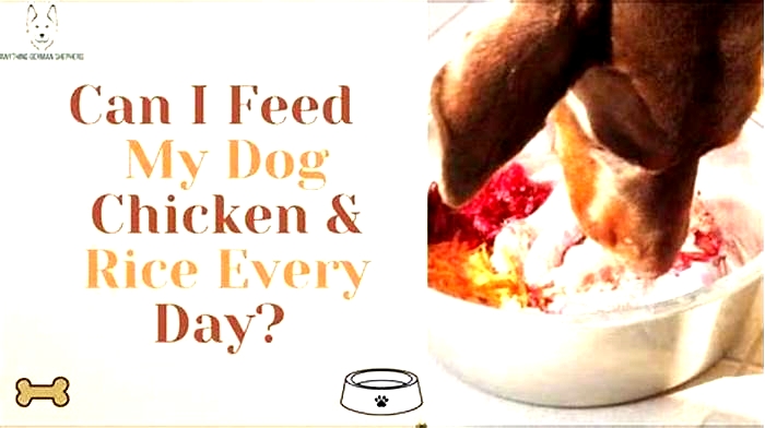 Can I feed my dog chicken and rice instead of kibble?