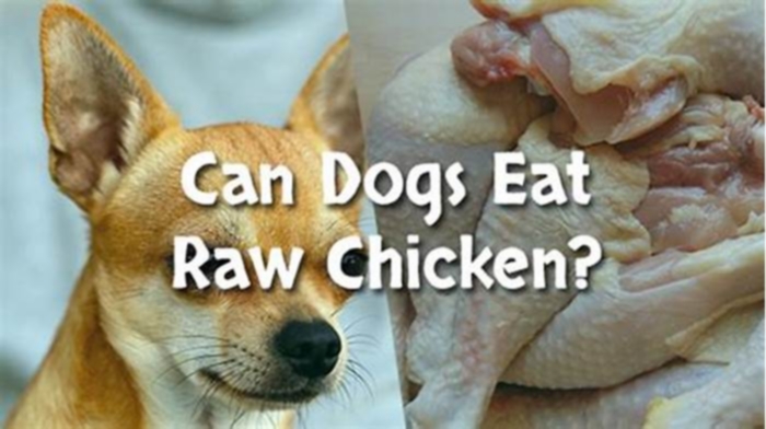 Can I feed my dog raw chicken?