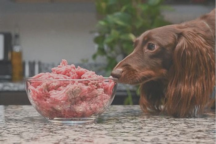 Can I feed my dog raw ground beef