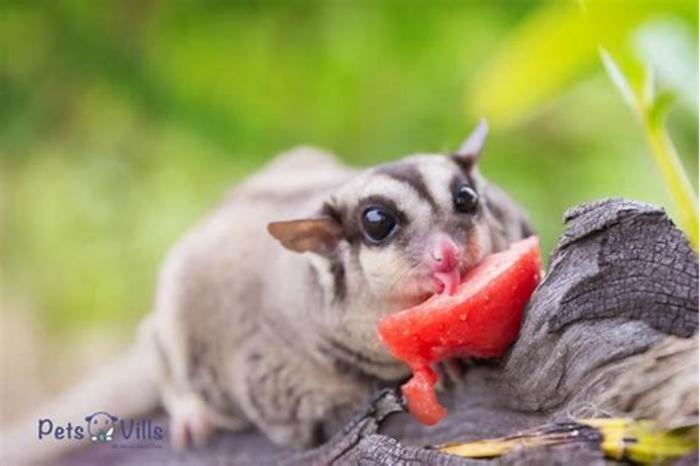 Can I feed strawberries to my sugar glider?