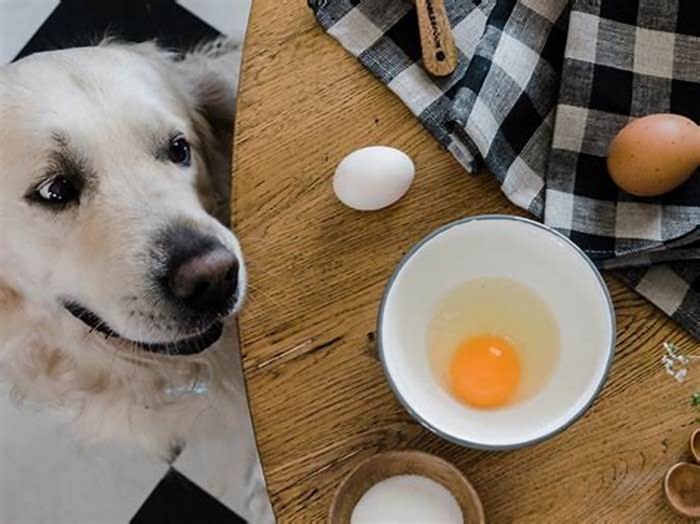 Can I give my dog an egg per day?