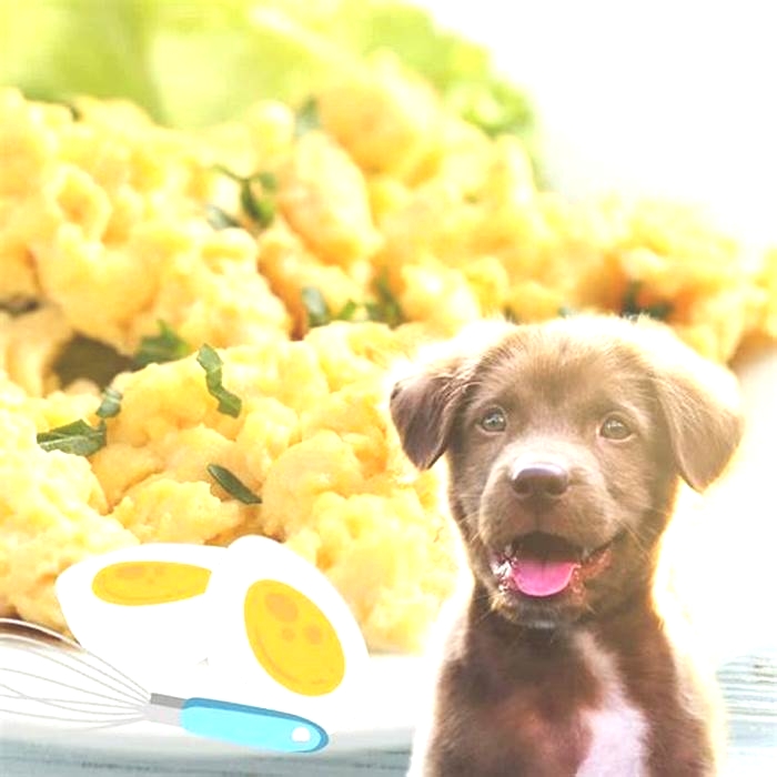 Can a dog eat scrambled eggs