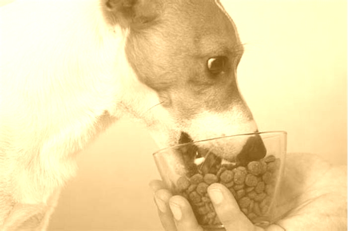 Can a dog survive on just kibble?