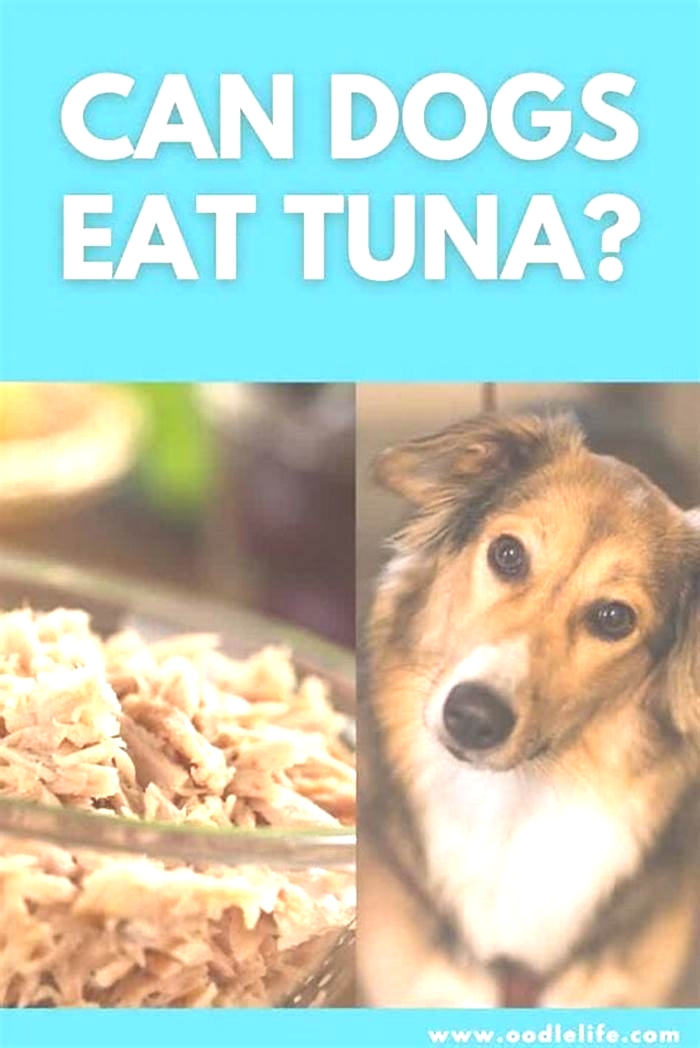 Can dogs eat canned tuna?