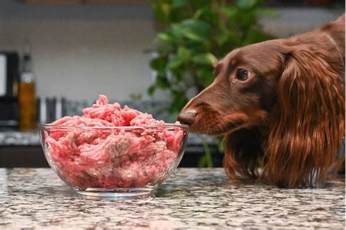 Can dogs eat raw ground beef everyday?