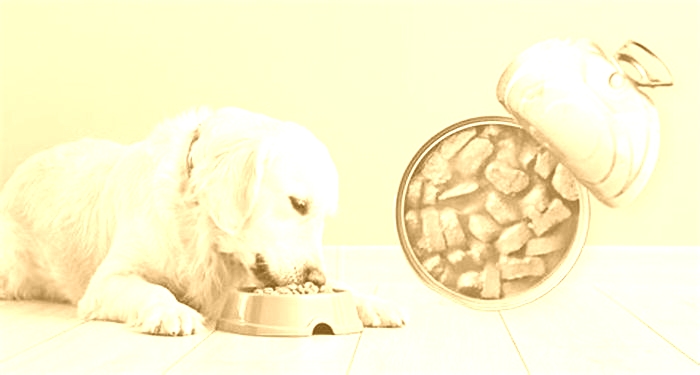 Can dogs eat wet food everyday?