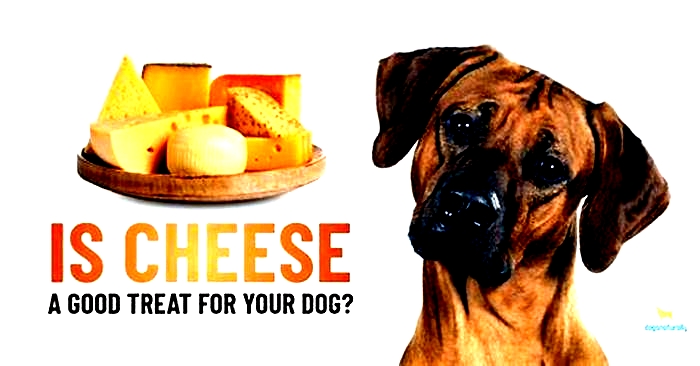 Can dogs have cheese?