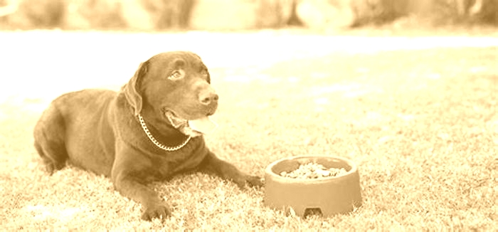 Can dogs live on dry food only?