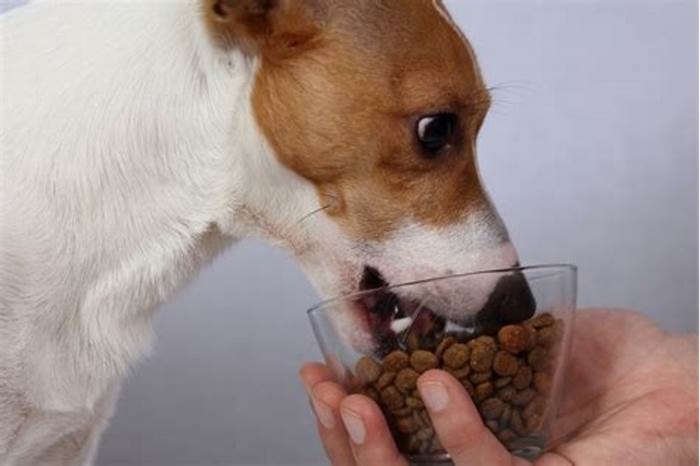 Can dogs live on kibble alone?