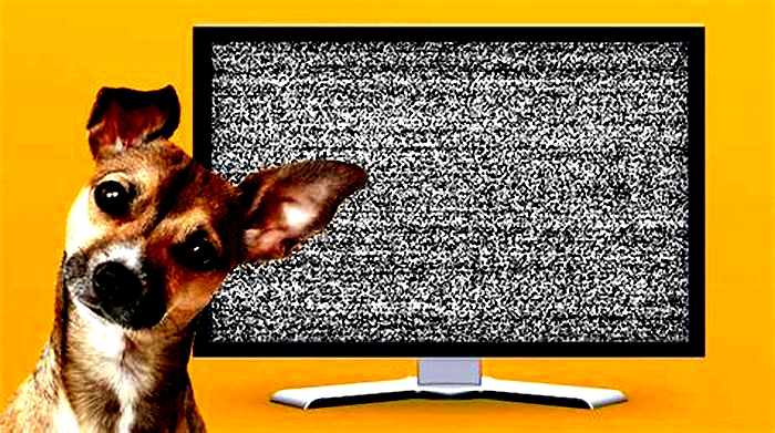 Can dogs see TV?