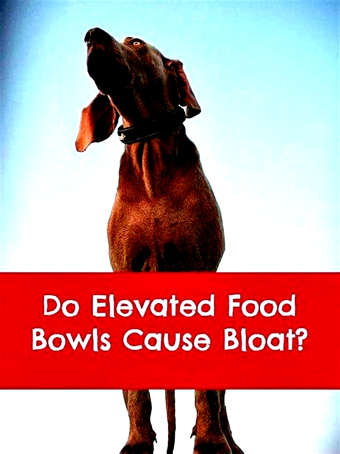 Can elevated bowls cause bloat?