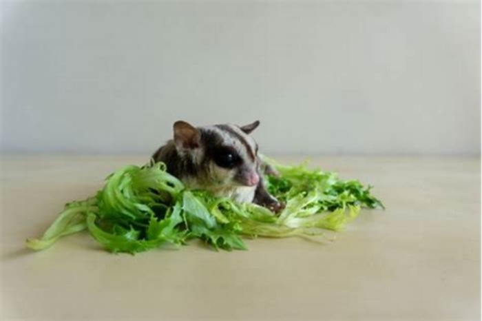 Can gliders eat lettuce