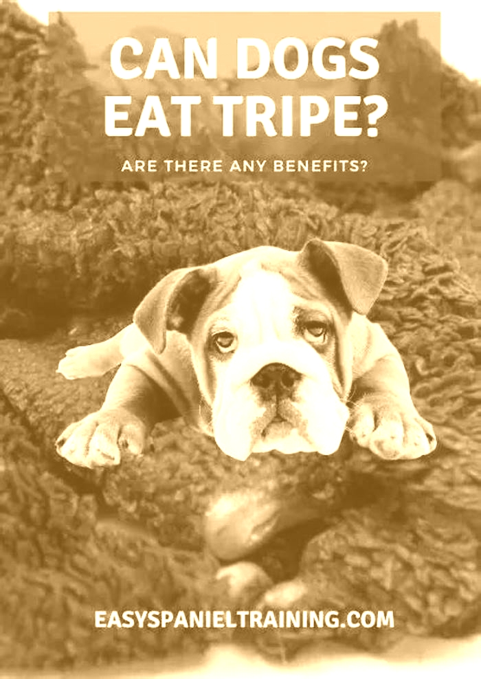 Can my dog eat tripe every day?