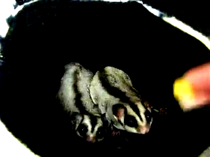 Can sugar glider eat cheerios?