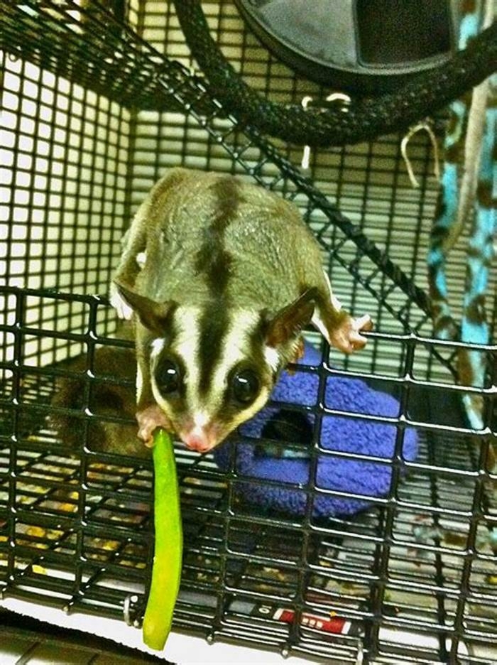 Can sugar glider eat green bean