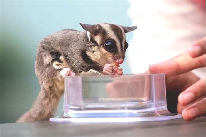 Can sugar gliders be potty trained