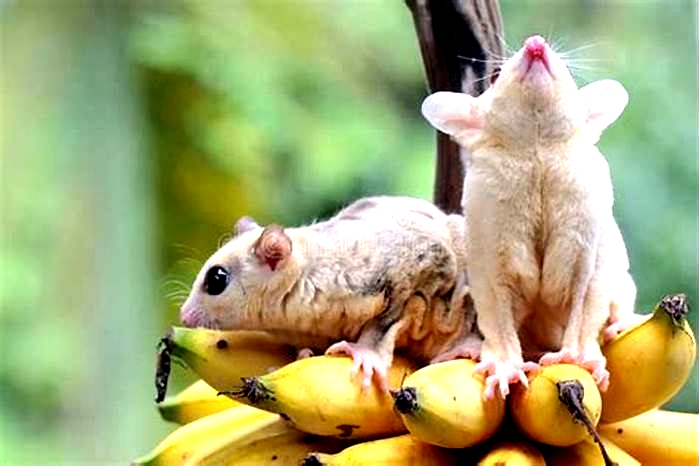 Can sugar gliders eat bananas?