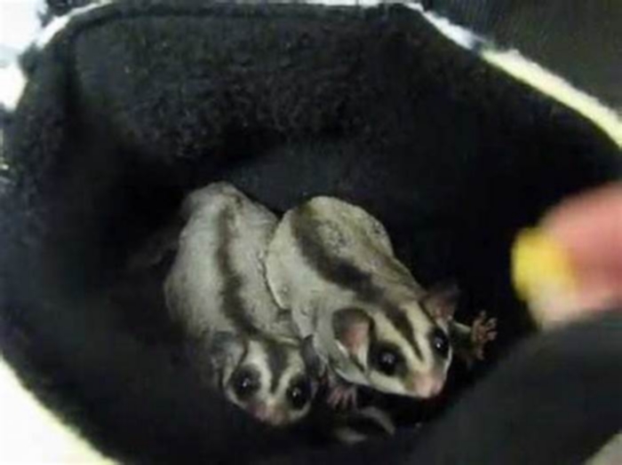 Can sugar gliders eat cheerios?