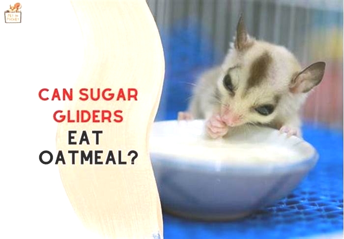 Can sugar gliders eat oatmeal