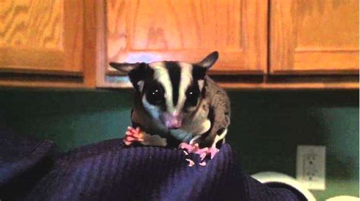 Can sugar gliders eat peanut?