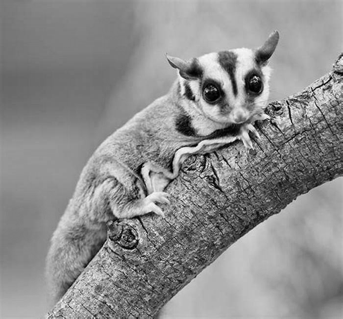 Can sugar gliders fly away