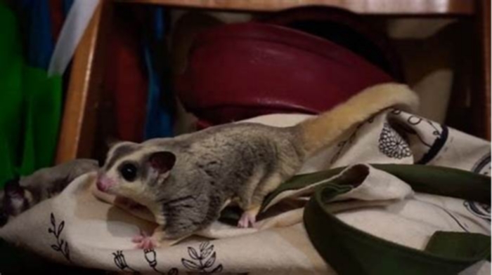 Can sugar gliders roam free in the house