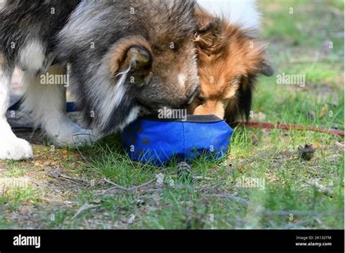 Can two dogs drink out of the same bowl