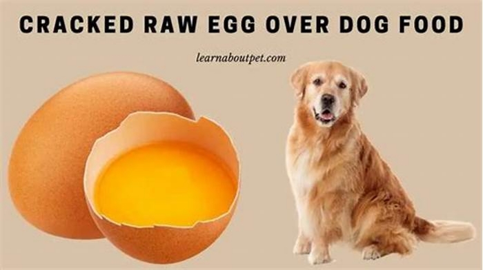 Can you crack an egg in dog food?