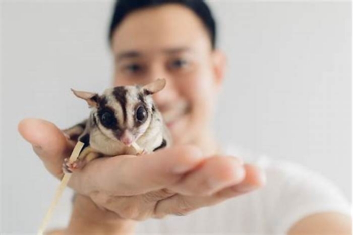 Can you cuddle a sugar glider?