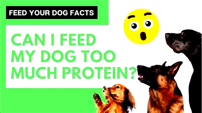 Can you feed a dog too much protein