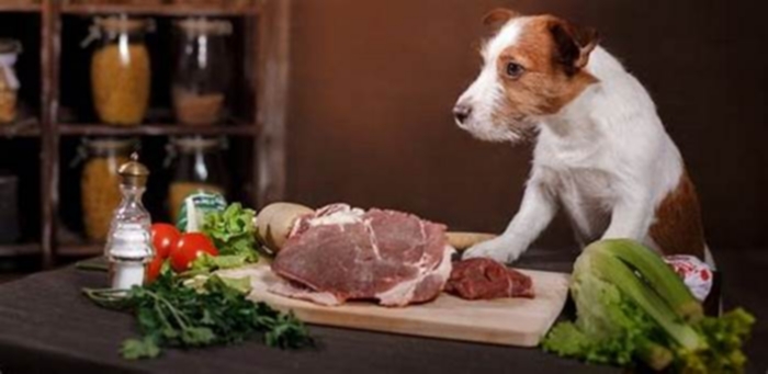 Can you feed raw dog food straight from the fridge?